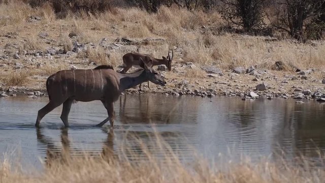 Namibia - Etoscha Nationalpark - Kudu