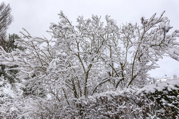 Fototapeta na wymiar Snowy tree branches in the winter at Krefeld / Germany