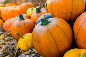 Viele bunte Kürbisse