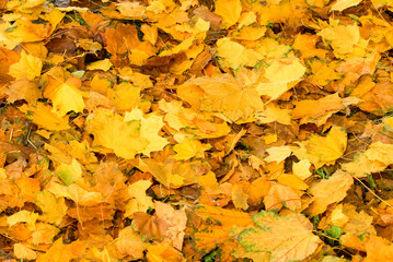Colorful background image of fallen autumn leaves, warm autumn.