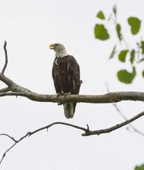 American Bald Eagle