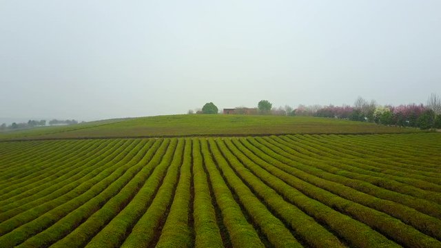 Tea plantation.Chinese tea.