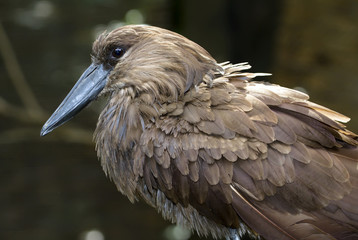 Scopus umbretta perced on the branch