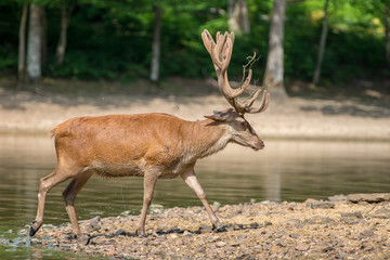 Fototapete bei efototapeten.de bestellen   
