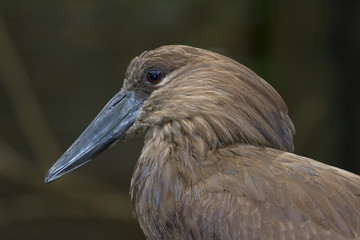 Scopus umbretta close up