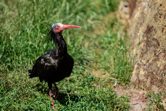 Waldrapp auf der Wiese