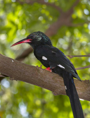 Green Wood Hoopoe (Phoeniculus purpureus) Perched On Tree