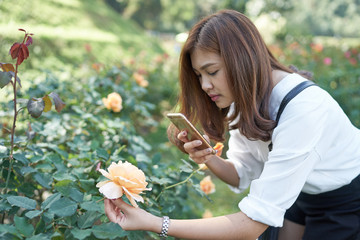 Beautiful asia woman taking photo for rose