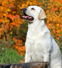 nice yellow labrador in the park in autumn