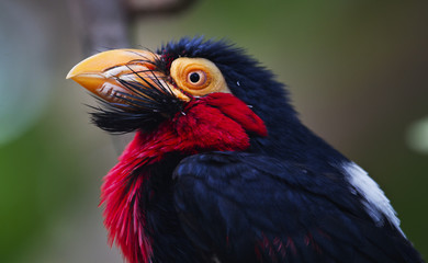 African bearded barbet portrait