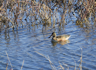 Nirthern Shoveler (Anas clypeata) at Loess Bluffs National Wildlife Refuge