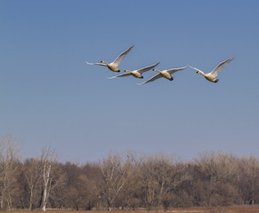Trumpeter swans at Loess Bluffs National Wildlife Refuge
