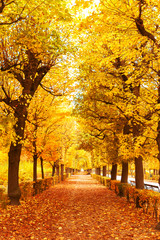 Beautiful romantic orange leave and trees in a park in autumn season