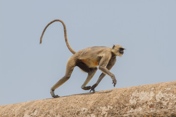 Fototapeta premium Gray langur macrophoto. India , Hampi, Karnataka. Hanuman langurs