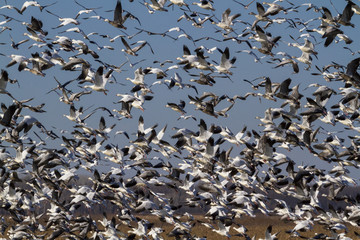 Snow geese fall migration