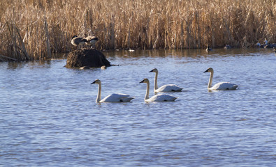Trumpeter swans at Loess Bluffs National Wildlife Refuge
