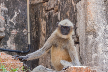 Obraz premium Gray langur macrophoto. India , Hampi, Karnataka. Hanuman langurs