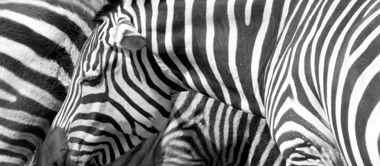 Fototapeta na wymiar Two real zebras in Victor Vasarely's style