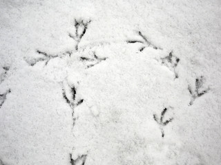 birds footprints in the snow