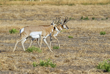 pronghorns