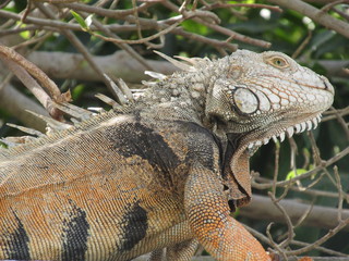 Caporo Magangueleño