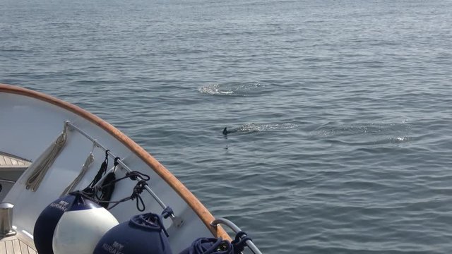 Dolphins jumping overboard in the  ocean.
