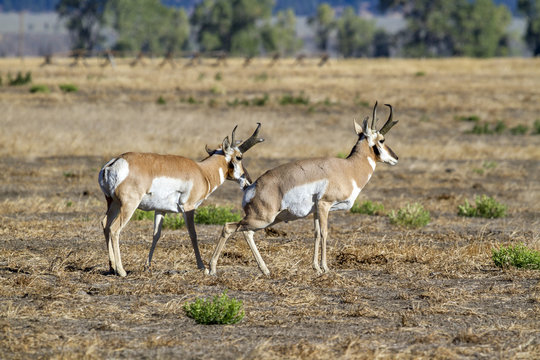  pronghorns