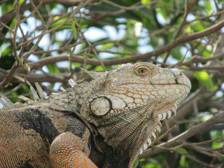 Caporo Magangueleño