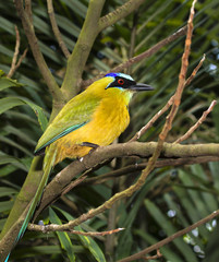 Blue-crowned motmot