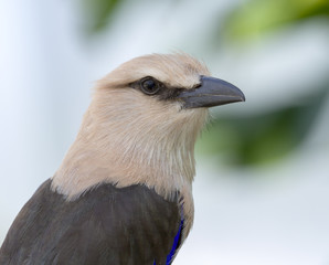 Blue-bellied roller