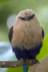 Blue-bellied roller close up
