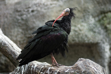 standing ugly black bird