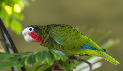 The rose-throated parrot (Amazona leucocephala)