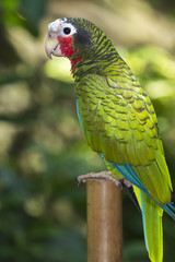 Cuban amazon  perched on the stomb