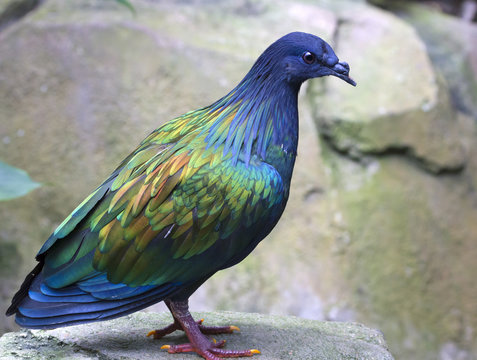 Nicobar Pigeon (Caloenas Nicobarica)