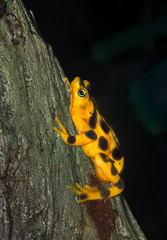 Yellow and brown panamanian golden frog