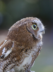 Eaestern screech owl close up