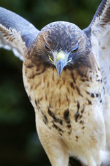 Broad-winged Hawk ready to fly