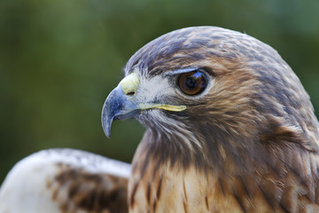 Portrait Of Broad-winged Hawk 