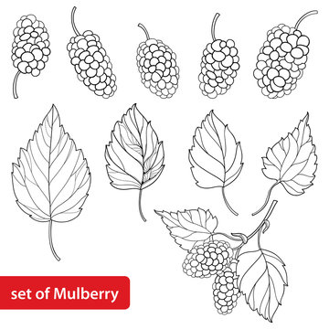 Vector set with outline Mulberry or Morus, bunch, ripe berry and leaves in black isolated on white background. Drawing of Mulberry in contour style for summer design and coloring book.