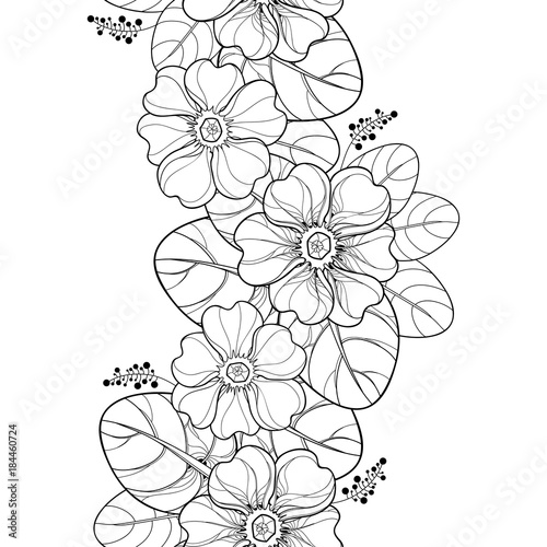 Vector Seamless Pattern With Outline Primula Or Primrose Flower And Leaves In Black On The White