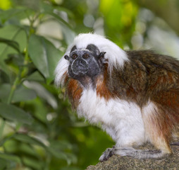 Cotton-top tamarin