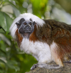 Cotton-top tamarin