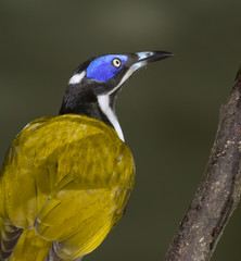 Blue-faced Honeyeater