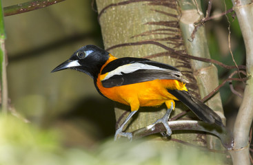 Venezuelan troupials