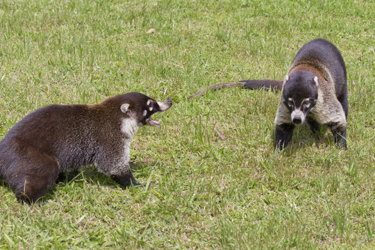 White-nosed coaties playing