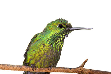 Green-crowned Brilliant (female) isolated on white background
