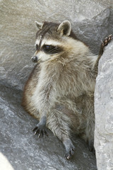 Wild Raccoon