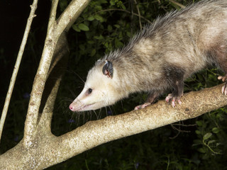 Possum on a tree