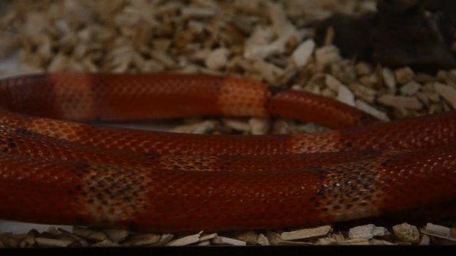 Honduran milk snake The color is very bright, the pattern consists of alternating bands of red, black, light yellow or white. Its range extends from Canada to South America.